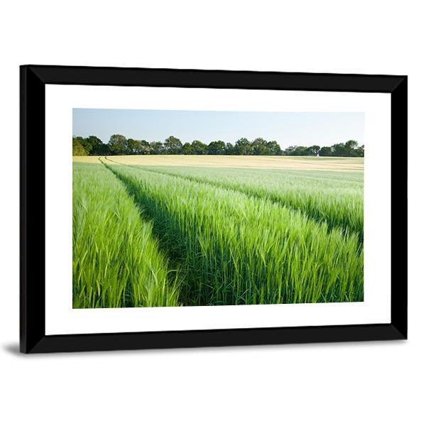 Green Wheat Field Canvas Wall Art-3 Horizontal-Gallery Wrap-25" x 16"-Tiaracle