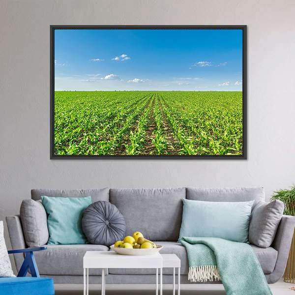 Growing Corn Field Canvas Wall Art-3 Horizontal-Gallery Wrap-25" x 16"-Tiaracle