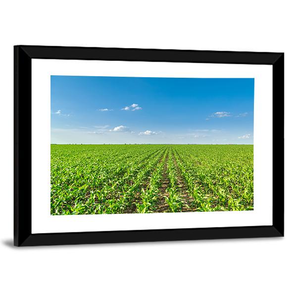 Growing Corn Field Canvas Wall Art-3 Horizontal-Gallery Wrap-25" x 16"-Tiaracle