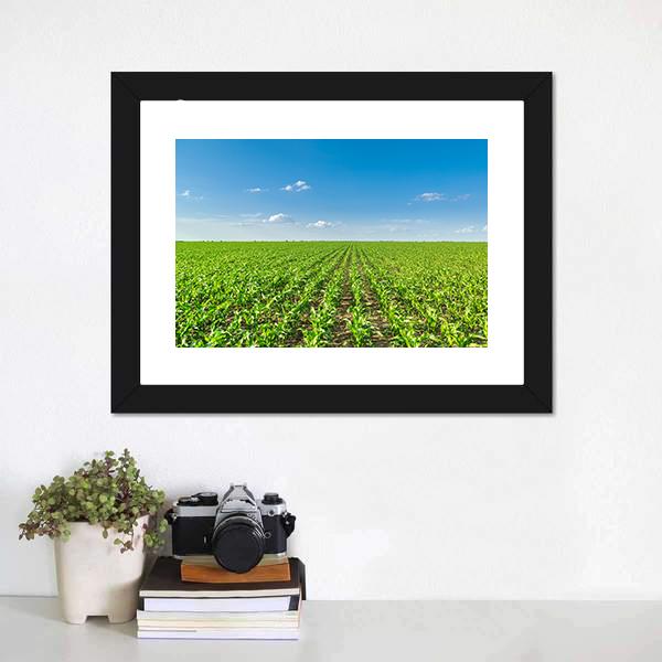 Growing Corn Field Canvas Wall Art-1 Piece-Framed Print-20" x 16"-Tiaracle