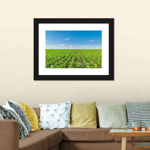Growing Corn Field Canvas Wall Art-3 Horizontal-Gallery Wrap-25" x 16"-Tiaracle