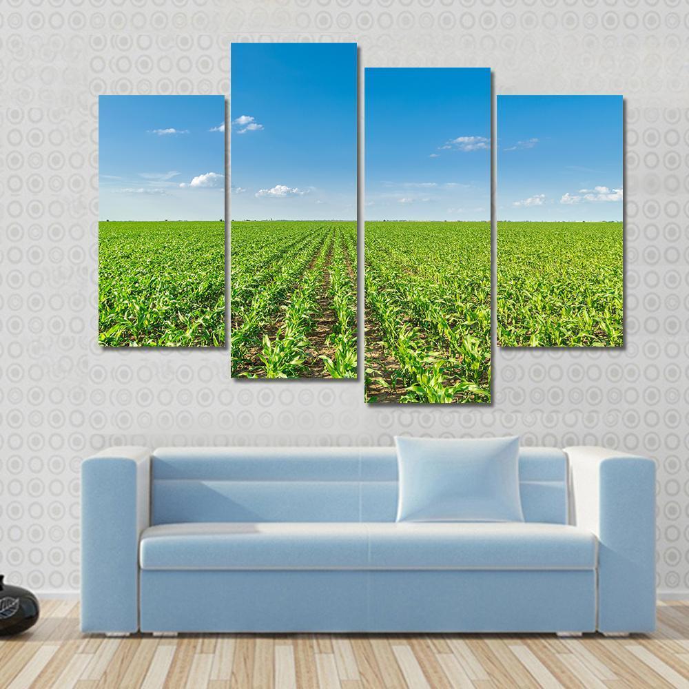 Growing Corn Field Canvas Wall Art-4 Pop-Gallery Wrap-50" x 32"-Tiaracle
