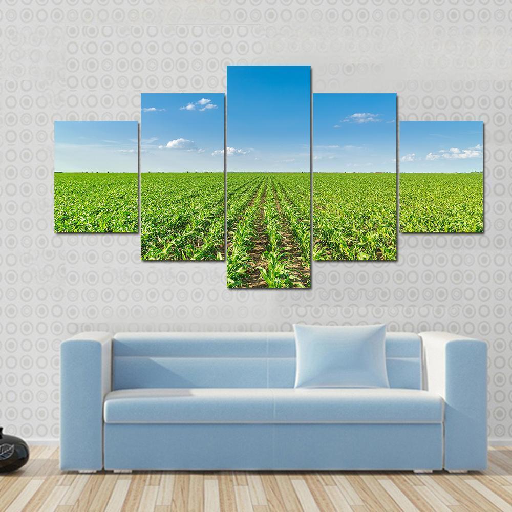 Growing Corn Field Canvas Wall Art-5 Star-Gallery Wrap-62" x 32"-Tiaracle