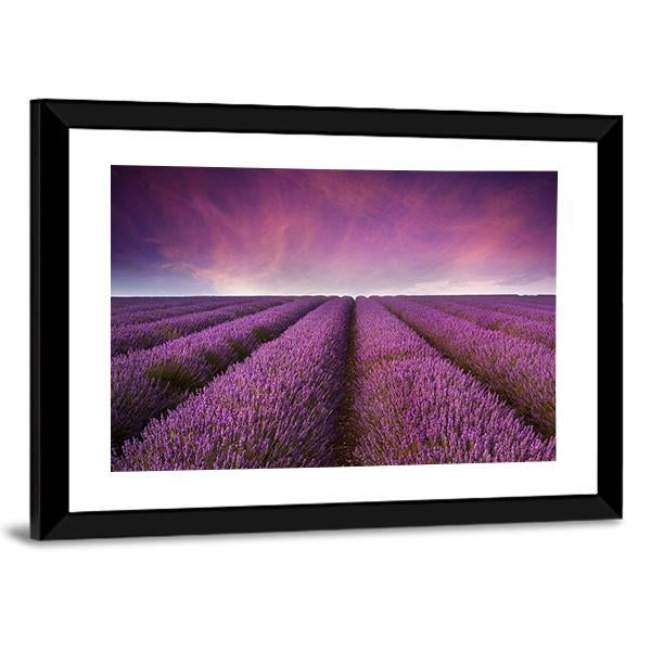 Lavender Field At Sunset Canvas Wall Art-3 Horizontal-Gallery Wrap-25" x 16"-Tiaracle