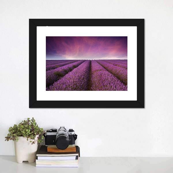 Lavender Field At Sunset Canvas Wall Art-1 Piece-Framed Print-20" x 16"-Tiaracle