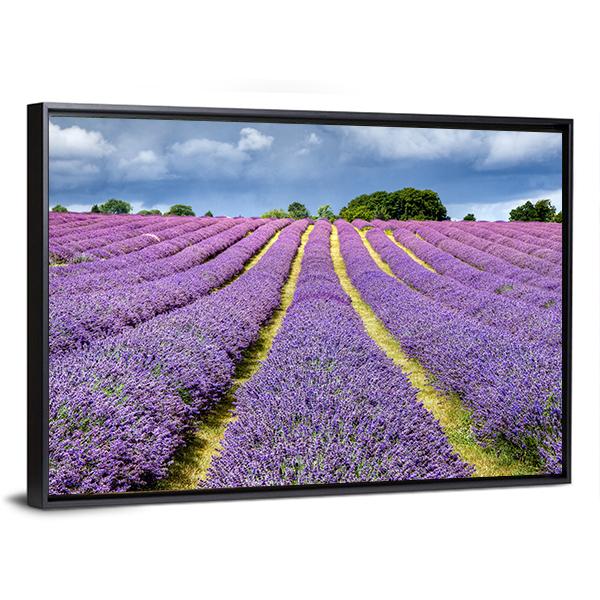 Lavender Field Canvas Wall Art-3 Horizontal-Gallery Wrap-25" x 16"-Tiaracle