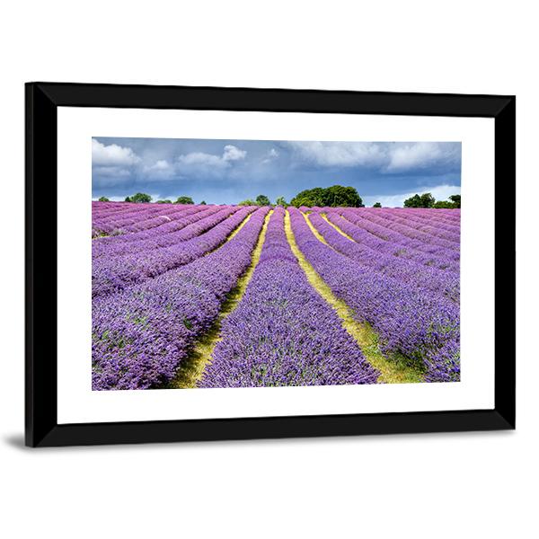 Lavender Field Canvas Wall Art-3 Horizontal-Gallery Wrap-25" x 16"-Tiaracle