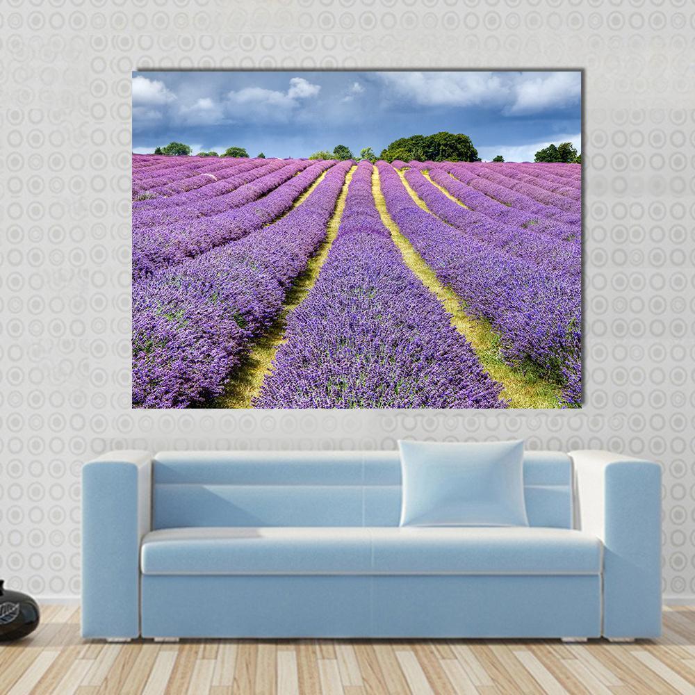 Lavender Field Canvas Wall Art-1 Piece-Gallery Wrap-48" x 32"-Tiaracle