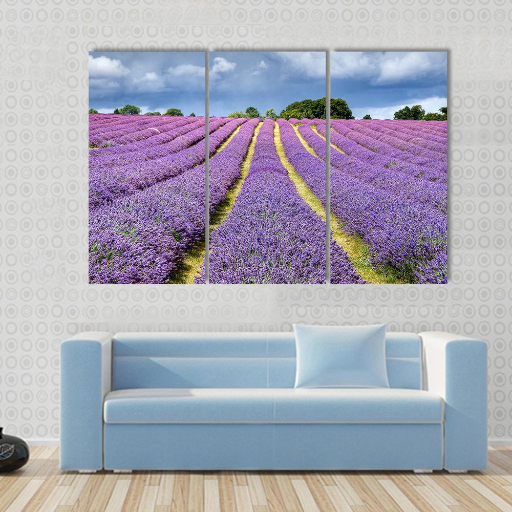 Lavender Field Canvas Wall Art-3 Horizontal-Gallery Wrap-37" x 24"-Tiaracle