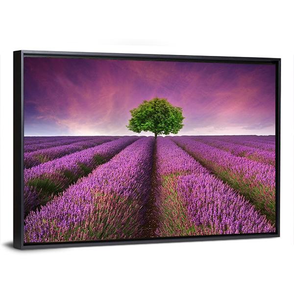 Lavender Field In Summer Canvas Wall Art-3 Horizontal-Gallery Wrap-25" x 16"-Tiaracle
