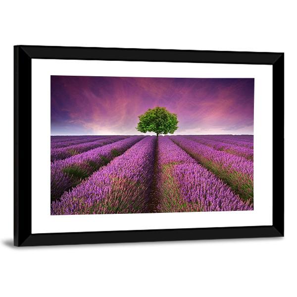 Lavender Field In Summer Canvas Wall Art-3 Horizontal-Gallery Wrap-25" x 16"-Tiaracle