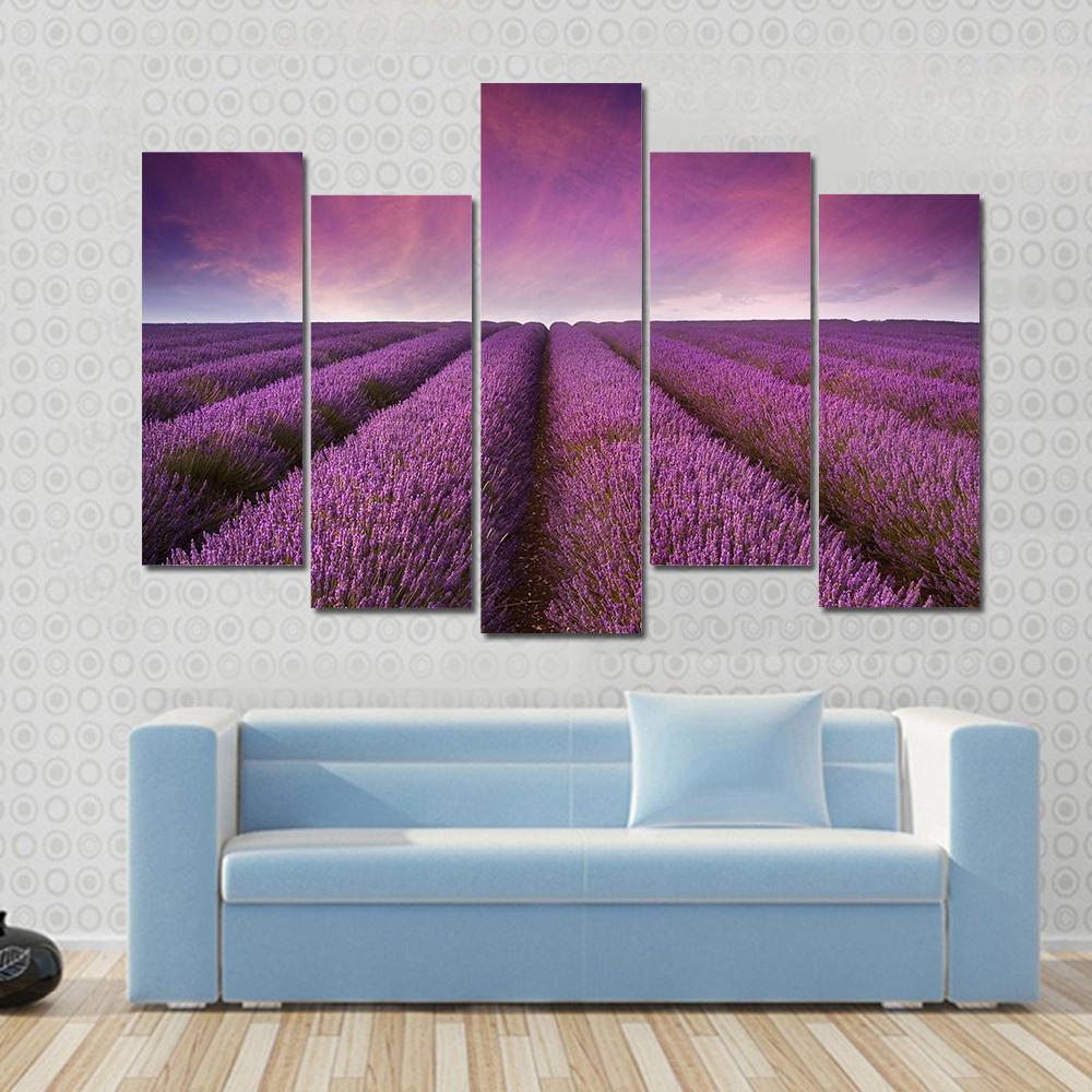 Lavender Field At Sunset Canvas Wall Art-5 Pop-Gallery Wrap-47" x 32"-Tiaracle