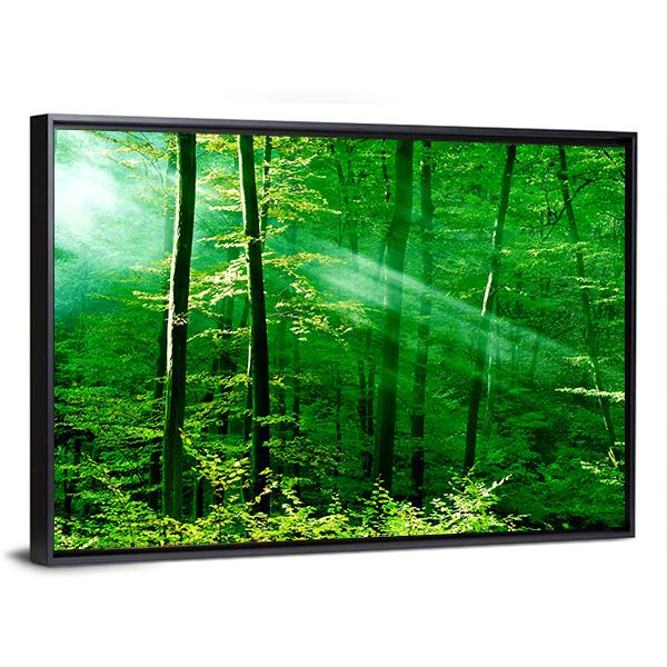 Lights Of The Forest Canvas Wall Art-3 Horizontal-Gallery Wrap-25" x 16"-Tiaracle