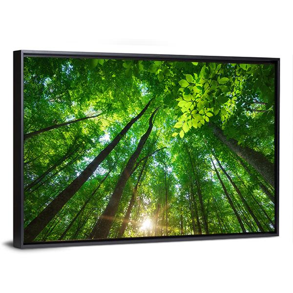 Long Trees In Forest Canvas Wall Art-3 Horizontal-Gallery Wrap-25" x 16"-Tiaracle