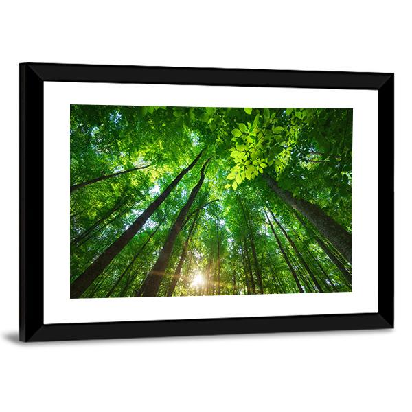 Long Trees In Forest Canvas Wall Art-3 Horizontal-Gallery Wrap-25" x 16"-Tiaracle