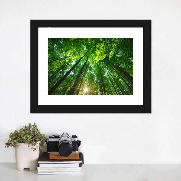 Long Trees In Forest Canvas Wall Art-1 Piece-Framed Print-20" x 16"-Tiaracle