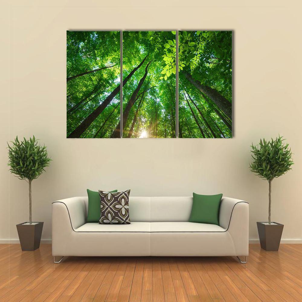 Long Trees In Forest Canvas Wall Art-3 Horizontal-Gallery Wrap-37" x 24"-Tiaracle