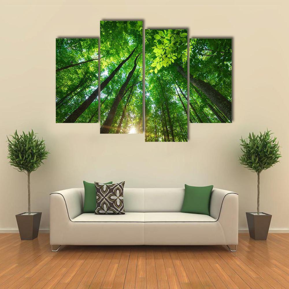 Long Trees In Forest Canvas Wall Art-4 Pop-Gallery Wrap-50" x 32"-Tiaracle