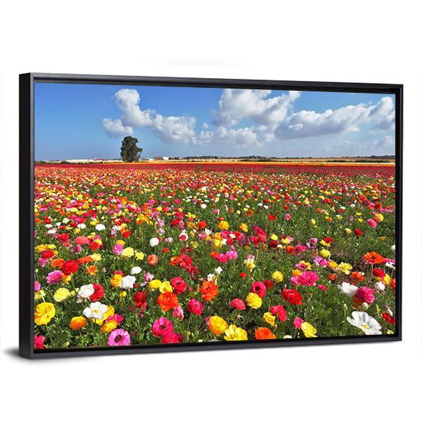 Magnificent Garden Buttercups Canvas Wall Art-3 Horizontal-Gallery Wrap-25" x 16"-Tiaracle