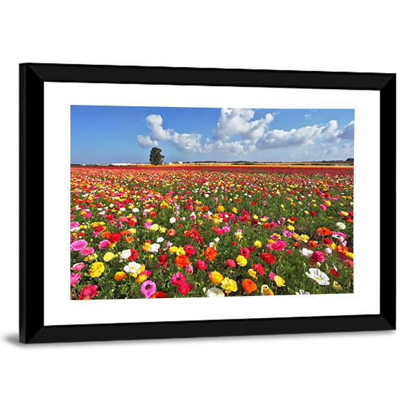 Magnificent Garden Buttercups Canvas Wall Art-3 Horizontal-Gallery Wrap-25" x 16"-Tiaracle