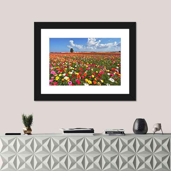 Magnificent Garden Buttercups Canvas Wall Art-3 Horizontal-Gallery Wrap-25" x 16"-Tiaracle