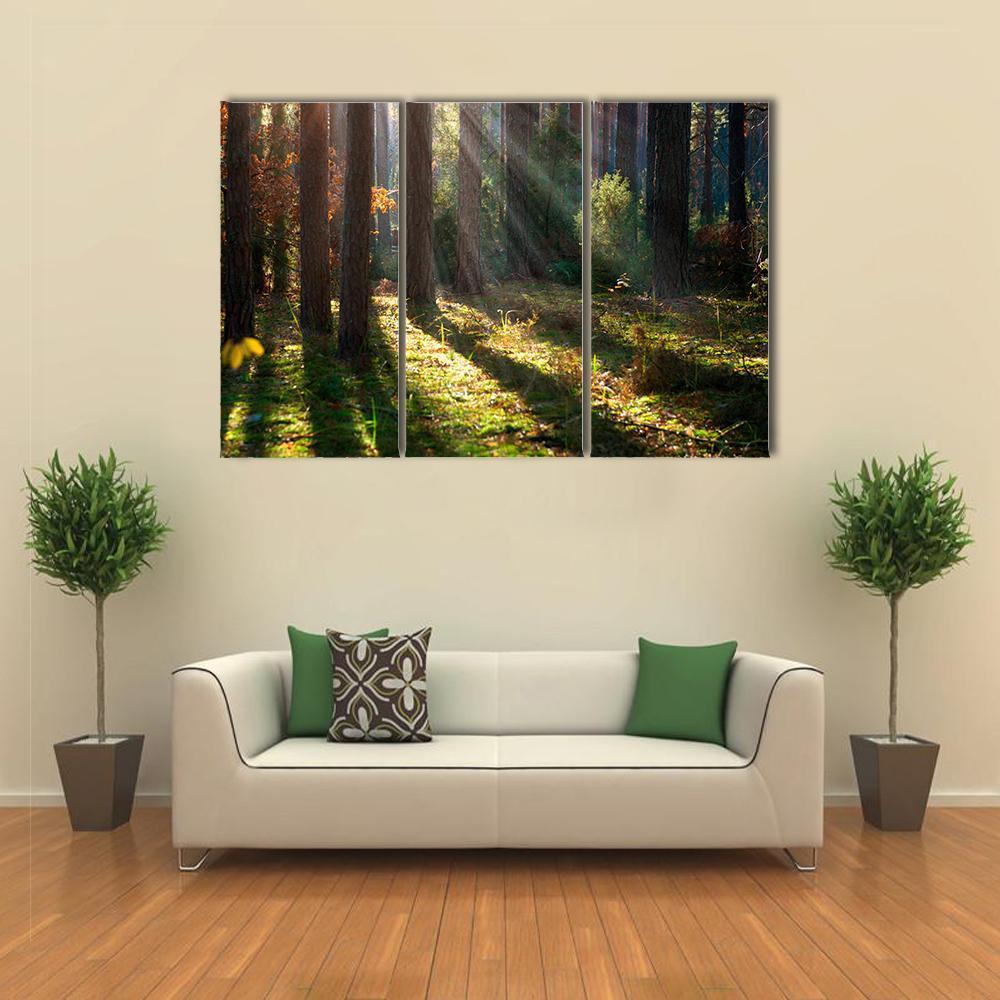 Old Autumn Forest Canvas Wall Art-3 Horizontal-Gallery Wrap-37" x 24"-Tiaracle