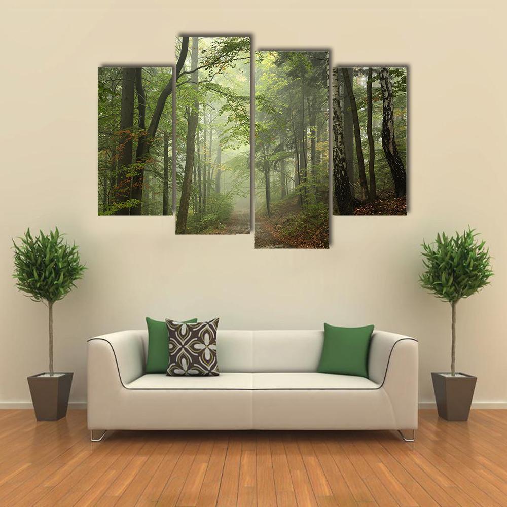 Path Through The Beech Forest In Foggy Weather Canvas Wall Art-4 Pop-Gallery Wrap-50" x 32"-Tiaracle