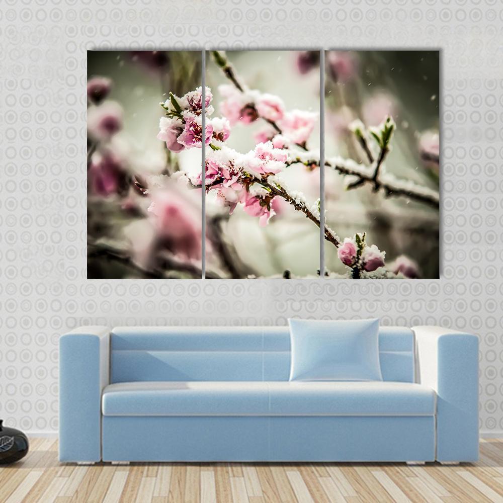 Peach Blossom Covered In Snow Canvas Wall Art-3 Horizontal-Gallery Wrap-37" x 24"-Tiaracle