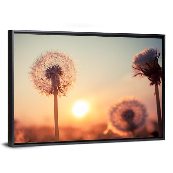 Real Field And Dandelion At Summer Sunset Canvas Wall Art-3 Horizontal-Gallery Wrap-25" x 16"-Tiaracle