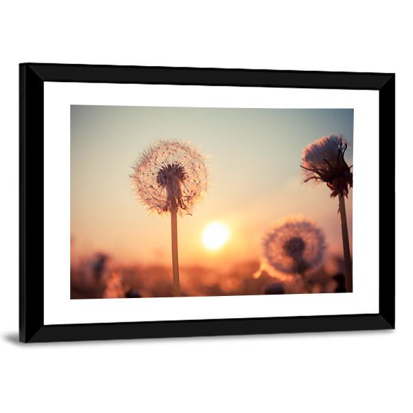 Real Field And Dandelion At Summer Sunset Canvas Wall Art-3 Horizontal-Gallery Wrap-25" x 16"-Tiaracle