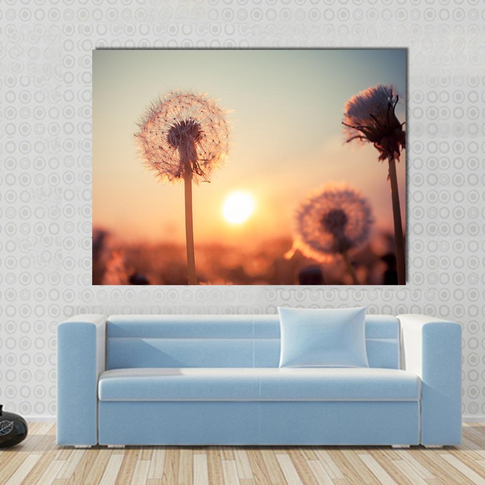 Real Field And Dandelion At Summer Sunset Canvas Wall Art-1 Piece-Gallery Wrap-48" x 32"-Tiaracle