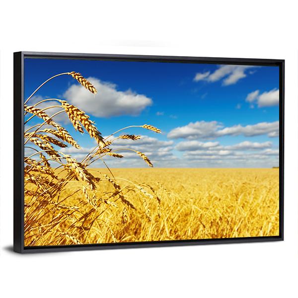 Ripe Wheat Ears Over Wheat Field Canvas Wall Art-3 Horizontal-Gallery Wrap-25" x 16"-Tiaracle