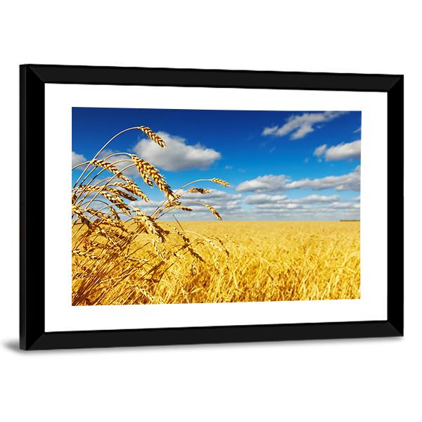 Ripe Wheat Ears Over Wheat Field Canvas Wall Art-3 Horizontal-Gallery Wrap-25" x 16"-Tiaracle