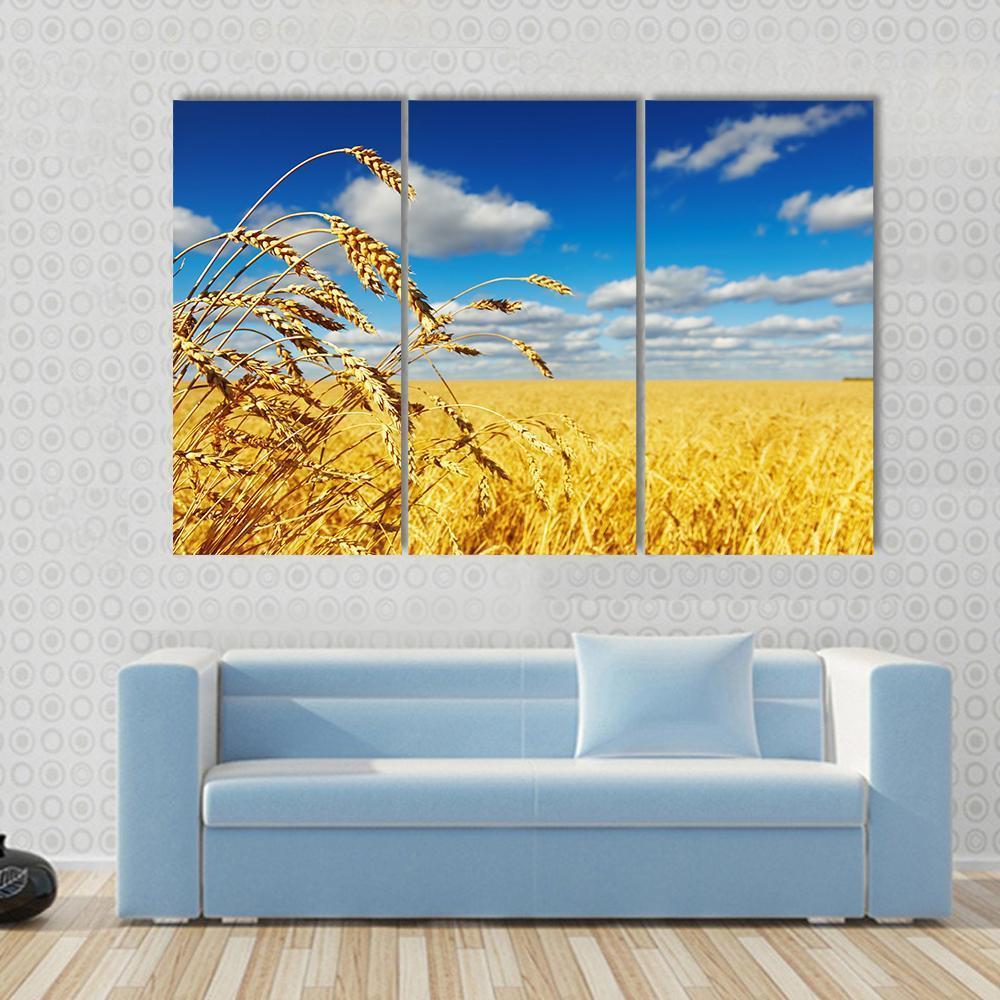 Ripe Wheat Ears Over Wheat Field Canvas Wall Art-3 Horizontal-Gallery Wrap-37" x 24"-Tiaracle