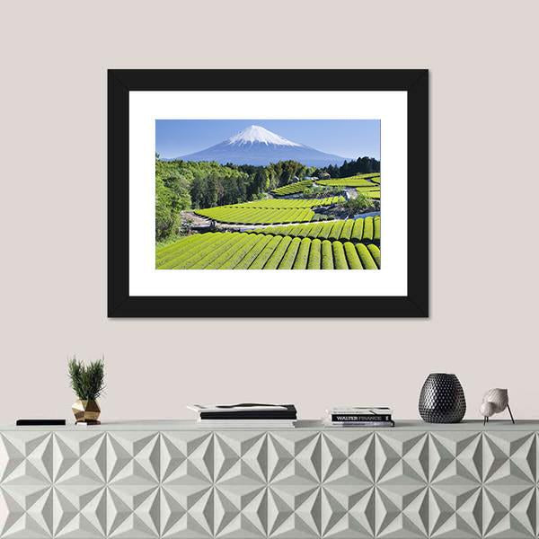 Rows Of Fresh Green Tea With Mount Fuji Canvas Wall Art-1 Piece-Framed Print-20" x 16"-Tiaracle