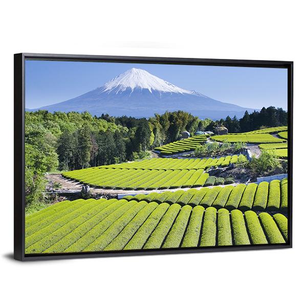 Rows Of Fresh Green Tea With Mount Fuji Canvas Wall Art-3 Horizontal-Gallery Wrap-25" x 16"-Tiaracle