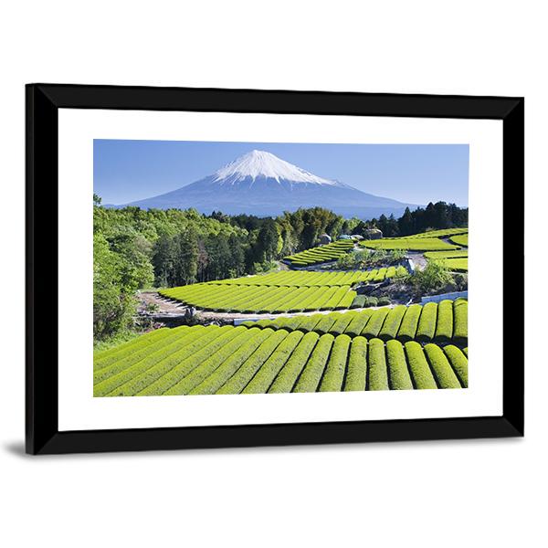 Rows Of Fresh Green Tea With Mount Fuji Canvas Wall Art-3 Horizontal-Gallery Wrap-25" x 16"-Tiaracle