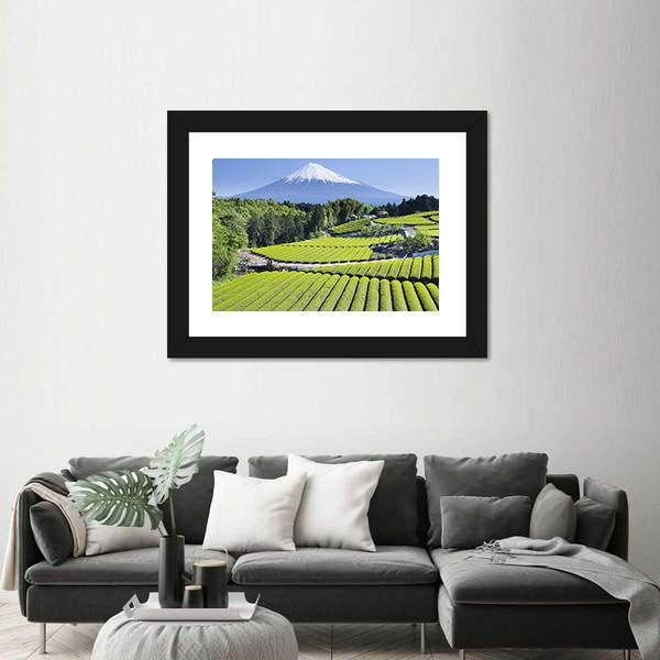 Rows Of Fresh Green Tea With Mount Fuji Canvas Wall Art-3 Horizontal-Gallery Wrap-25" x 16"-Tiaracle