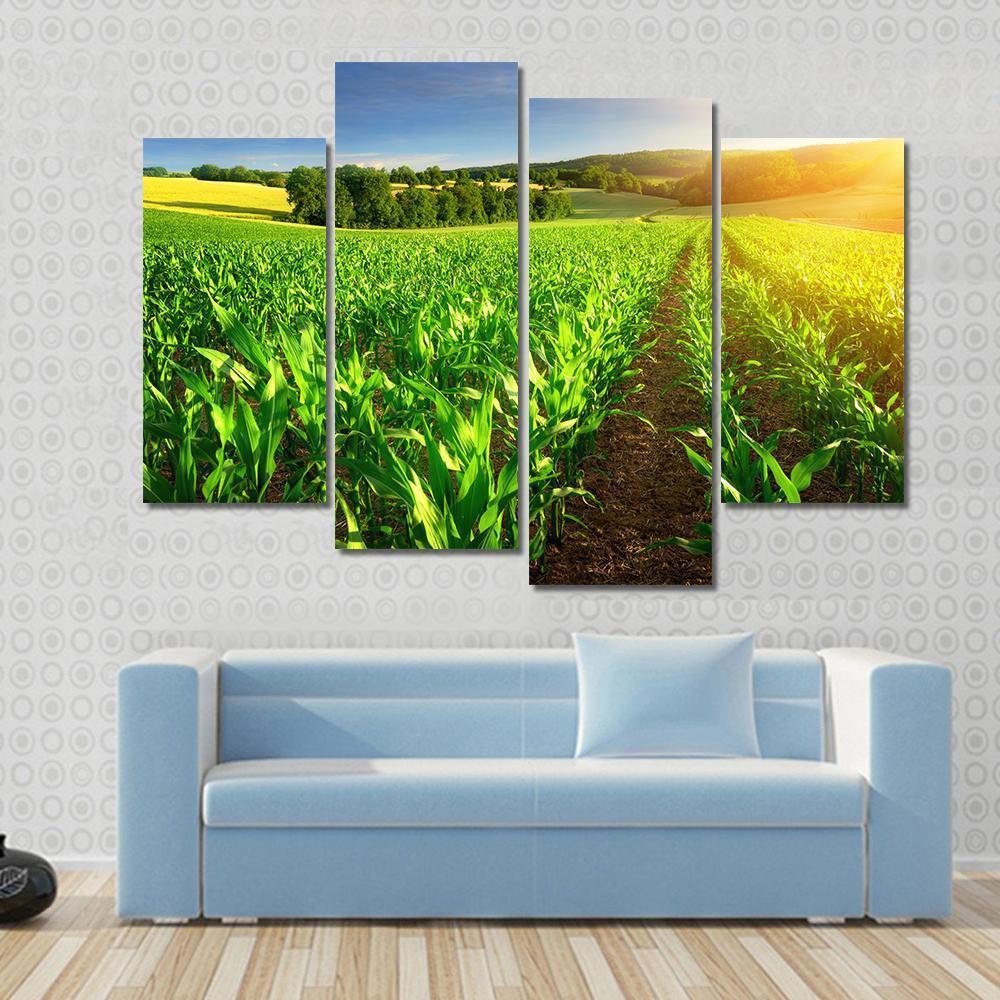 Rows Of Young Corn Plants On A Fertile Field Canvas Wall Art-4 Pop-Gallery Wrap-50" x 32"-Tiaracle