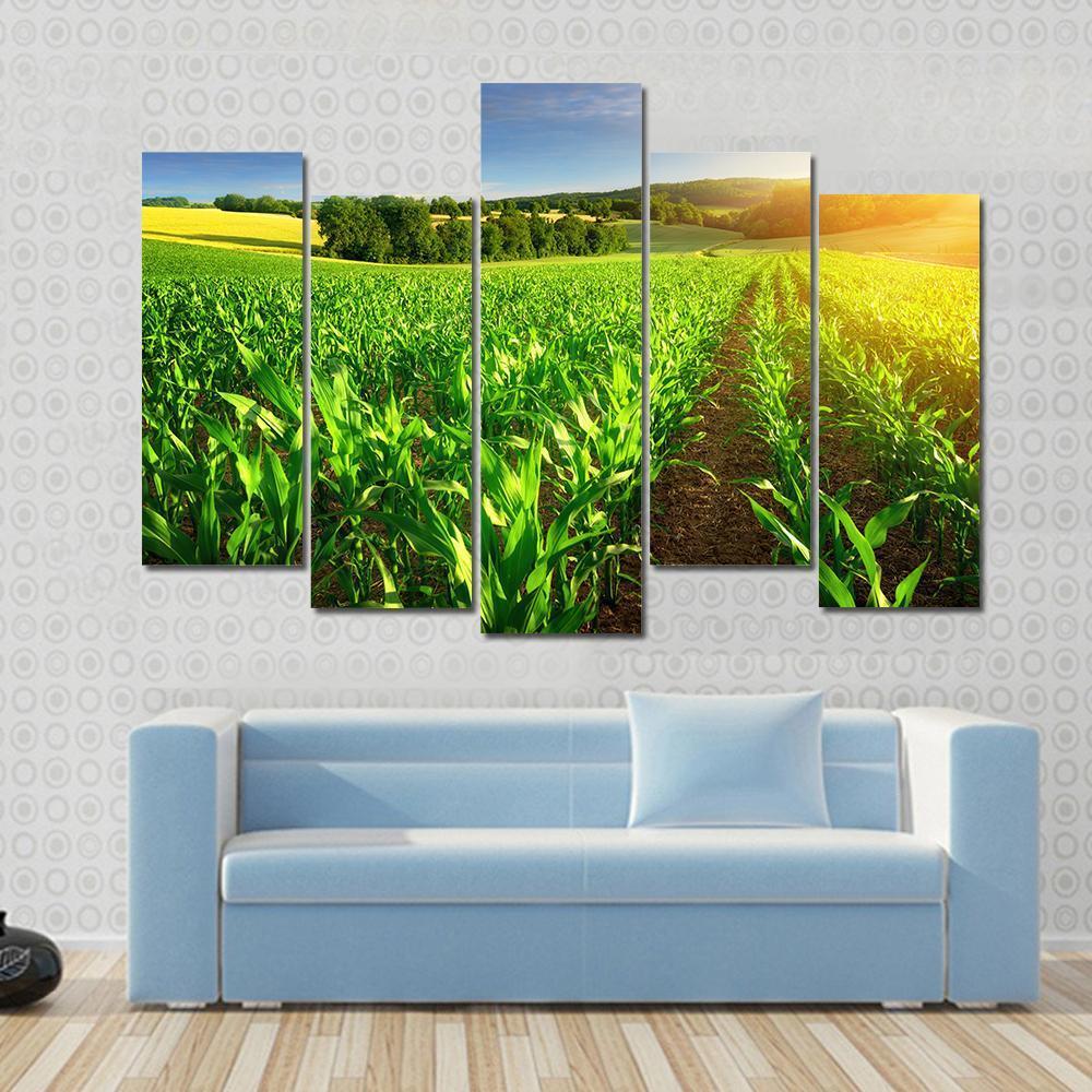 Rows Of Young Corn Plants On A Fertile Field Canvas Wall Art-5 Pop-Gallery Wrap-47" x 32"-Tiaracle