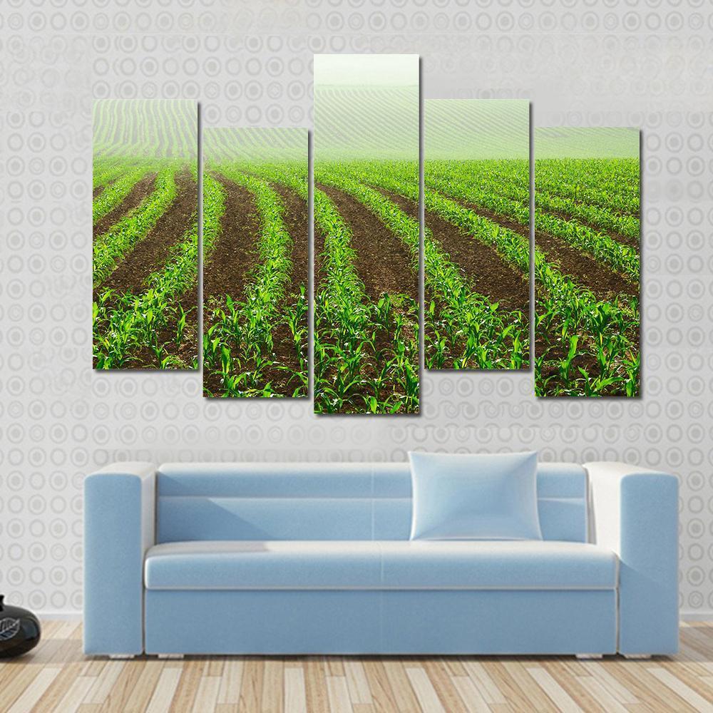 Rows Of Young Corn Plants On A Moist Field In A Misty Morning Canvas Wall Art-5 Pop-Gallery Wrap-47" x 32"-Tiaracle
