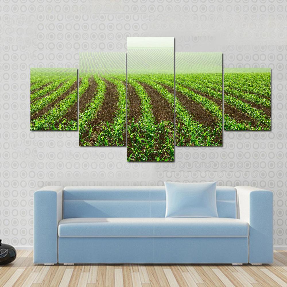 Rows Of Young Corn Plants On A Moist Field In A Misty Morning Canvas Wall Art-5 Star-Gallery Wrap-62" x 32"-Tiaracle