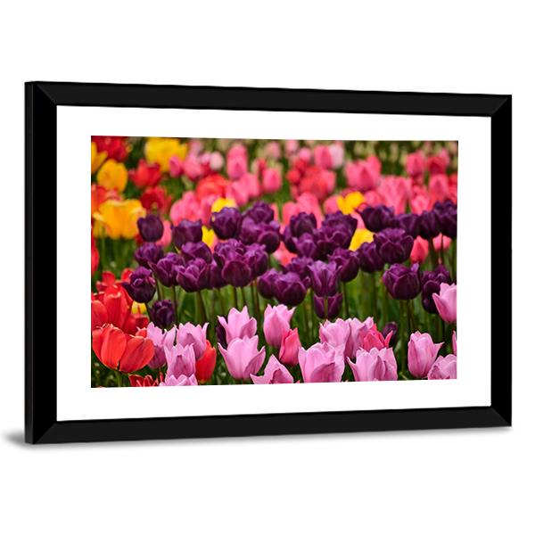 Spring Flower Tulips Canvas Wall Art-3 Horizontal-Gallery Wrap-25" x 16"-Tiaracle