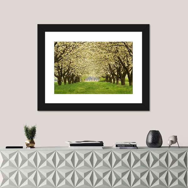 Spring In Cherry Orchard Poland Canvas Wall Art-1 Piece-Framed Print-20" x 16"-Tiaracle