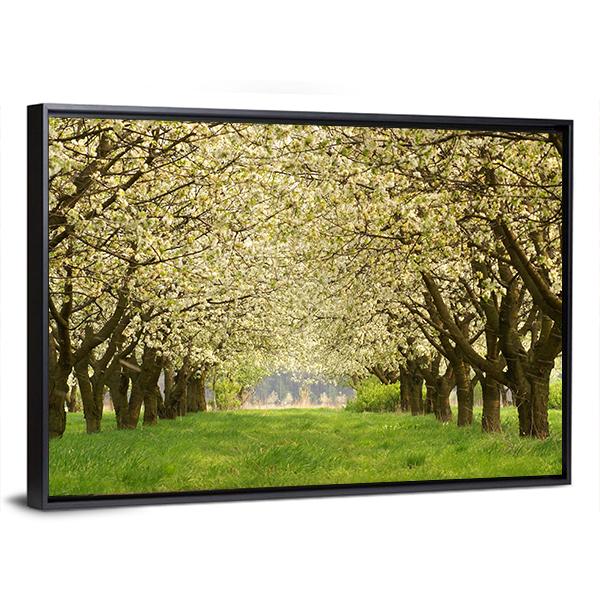 Spring In Cherry Orchard Poland Canvas Wall Art-3 Horizontal-Gallery Wrap-25" x 16"-Tiaracle