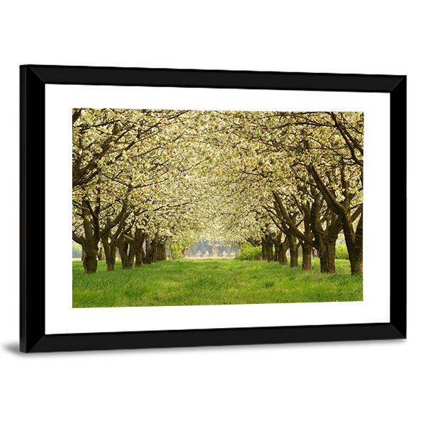 Spring In Cherry Orchard Poland Canvas Wall Art-3 Horizontal-Gallery Wrap-25" x 16"-Tiaracle