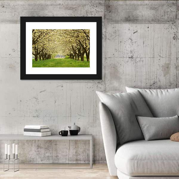 Spring In Cherry Orchard Poland Canvas Wall Art-3 Horizontal-Gallery Wrap-25" x 16"-Tiaracle