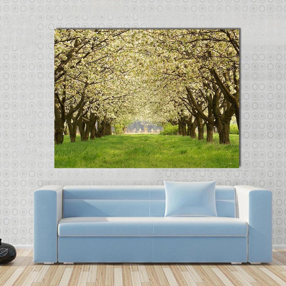 Spring In Cherry Orchard Poland Canvas Wall Art-1 Piece-Gallery Wrap-48" x 32"-Tiaracle