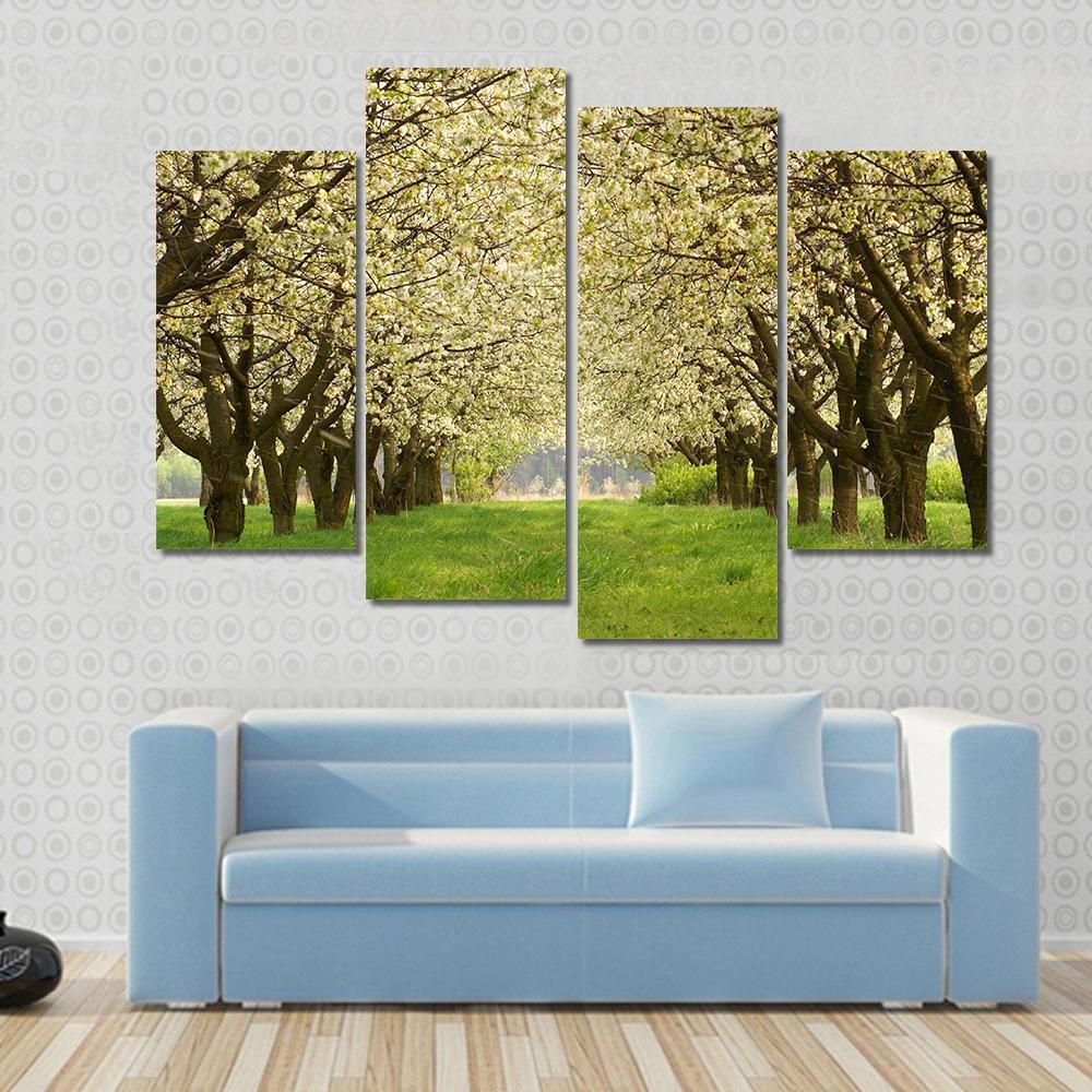 Spring In Cherry Orchard Poland Canvas Wall Art-4 Pop-Gallery Wrap-50" x 32"-Tiaracle