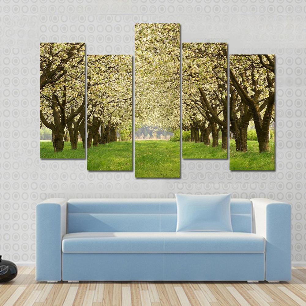 Spring In Cherry Orchard Poland Canvas Wall Art-5 Pop-Gallery Wrap-47" x 32"-Tiaracle